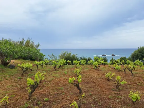 Land In Corfu, Greece