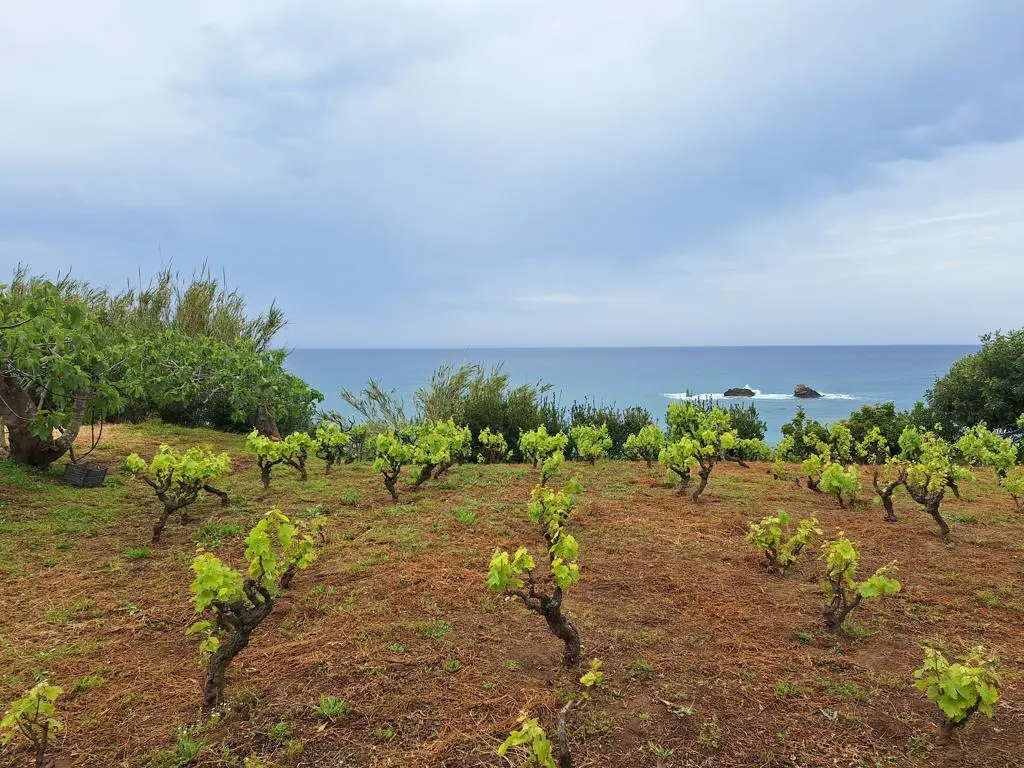 Land Of 4444 M² In Corfu