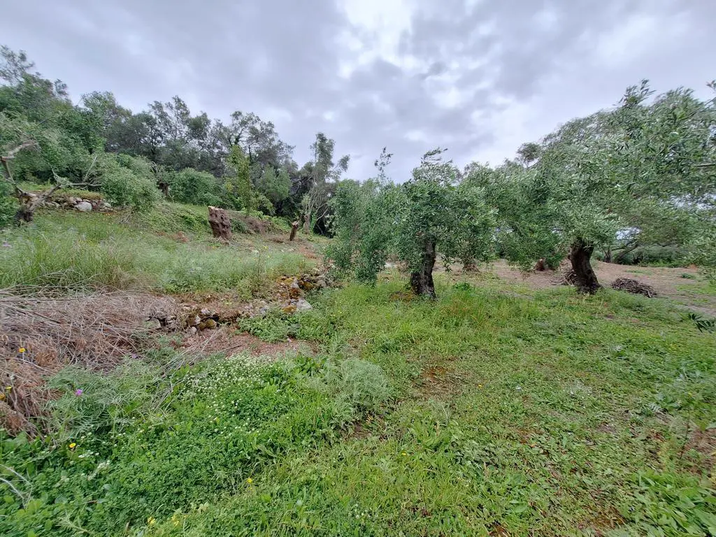 Land Of 7000 M² In Corfu