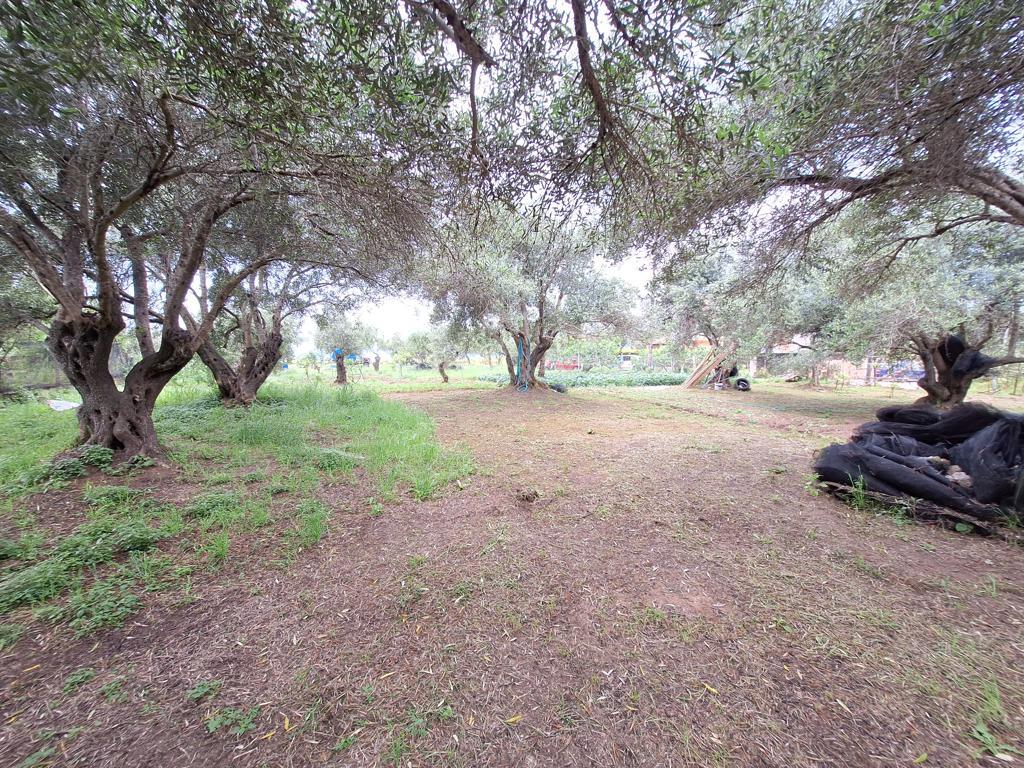 Land Of 4444 M² In Corfu