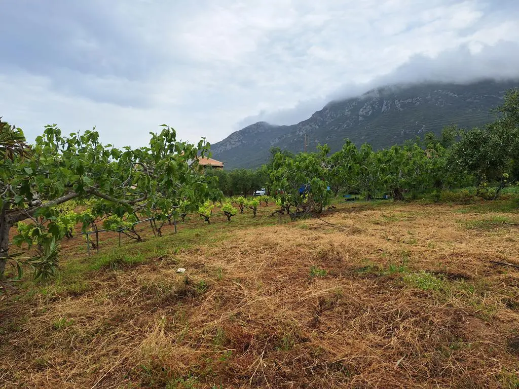 Land Of 4444 M² In Corfu