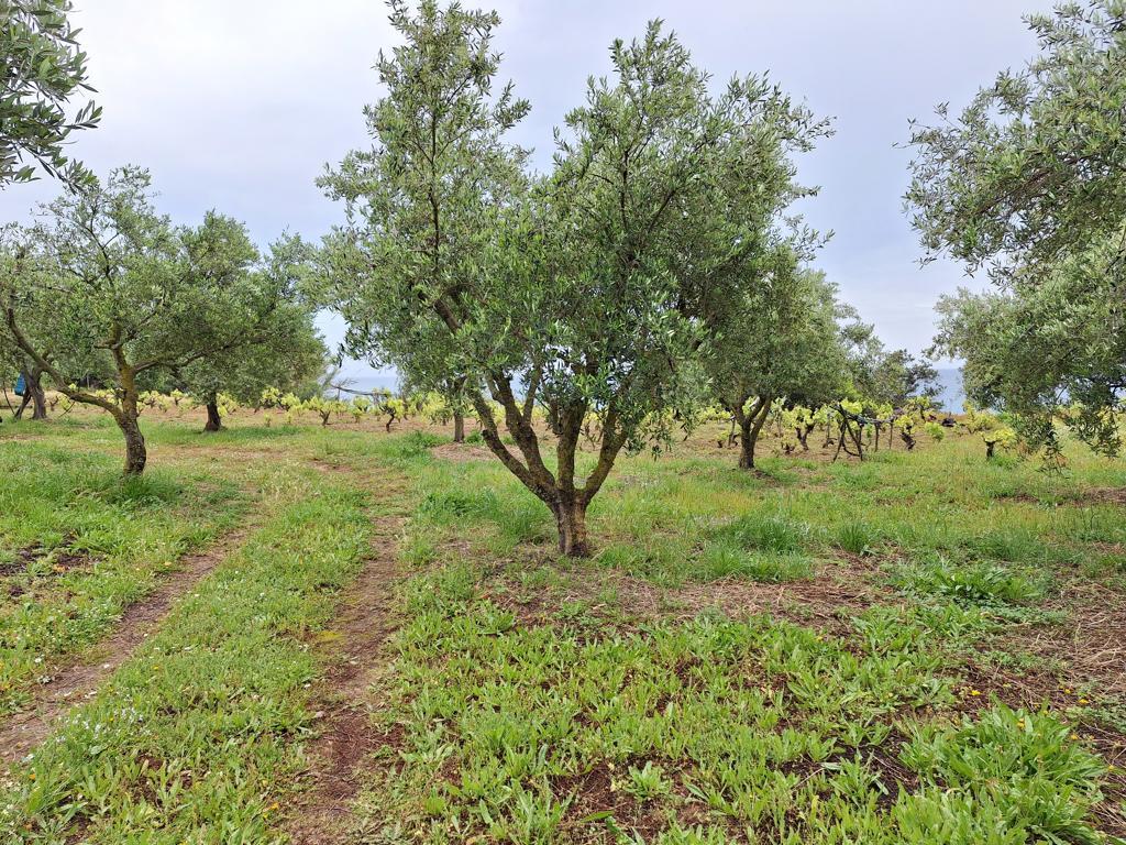 Land Of 4444 M² In Corfu