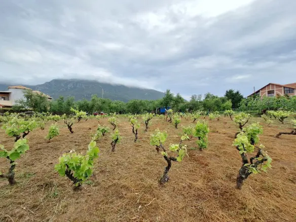 Land In Corfu, Greece