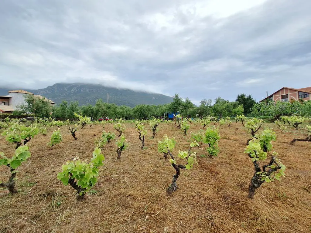 Land Of 4444 M² In Corfu