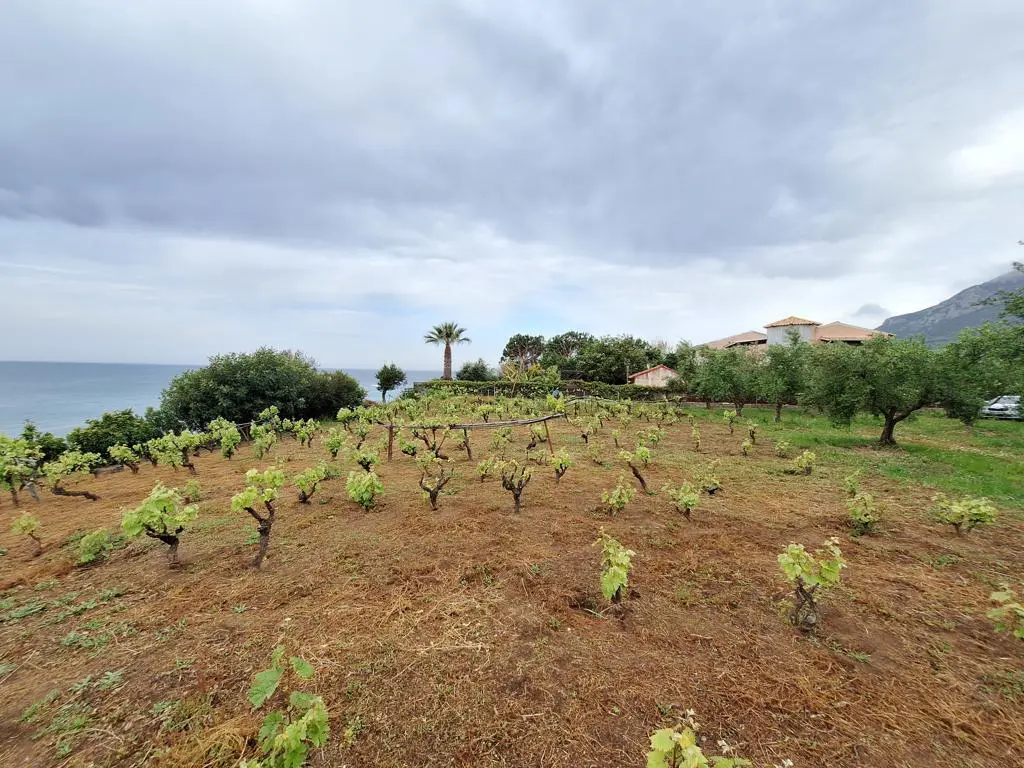 Land Of 4444 M² In Corfu