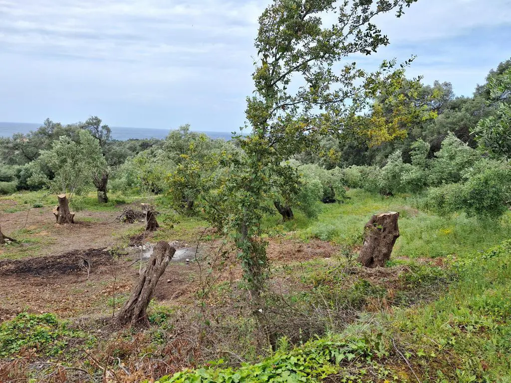Land Of 7000 M² In Corfu