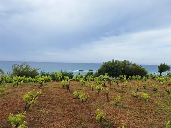 Land In Corfu, Greece