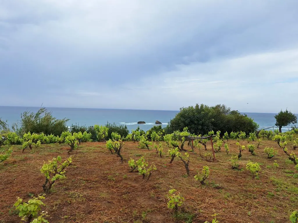 Land Of 4444 M² In Corfu
