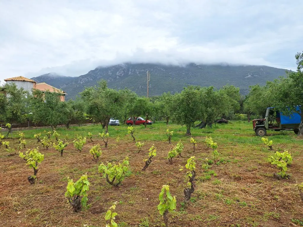 Land Of 4444 M² In Corfu