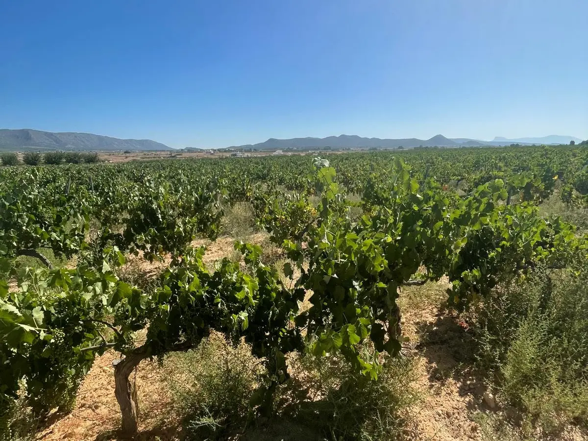 Land In &uacute;beda, Spain (37.000 M² Plot)