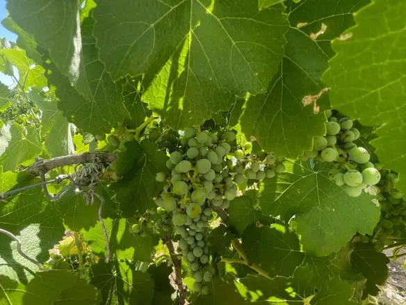 Land In &uacute;beda, Spain (37.000 M² Plot)