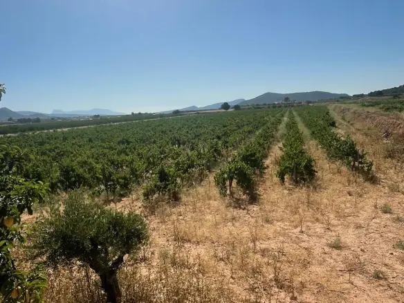Land In &uacute;beda, Spain (37.000 M² Plot)