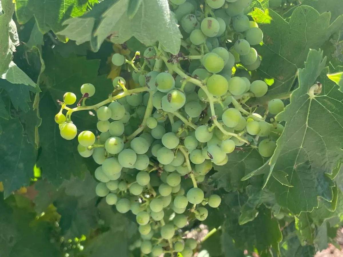 Land In &uacute;beda, Spain (37.000 M² Plot)