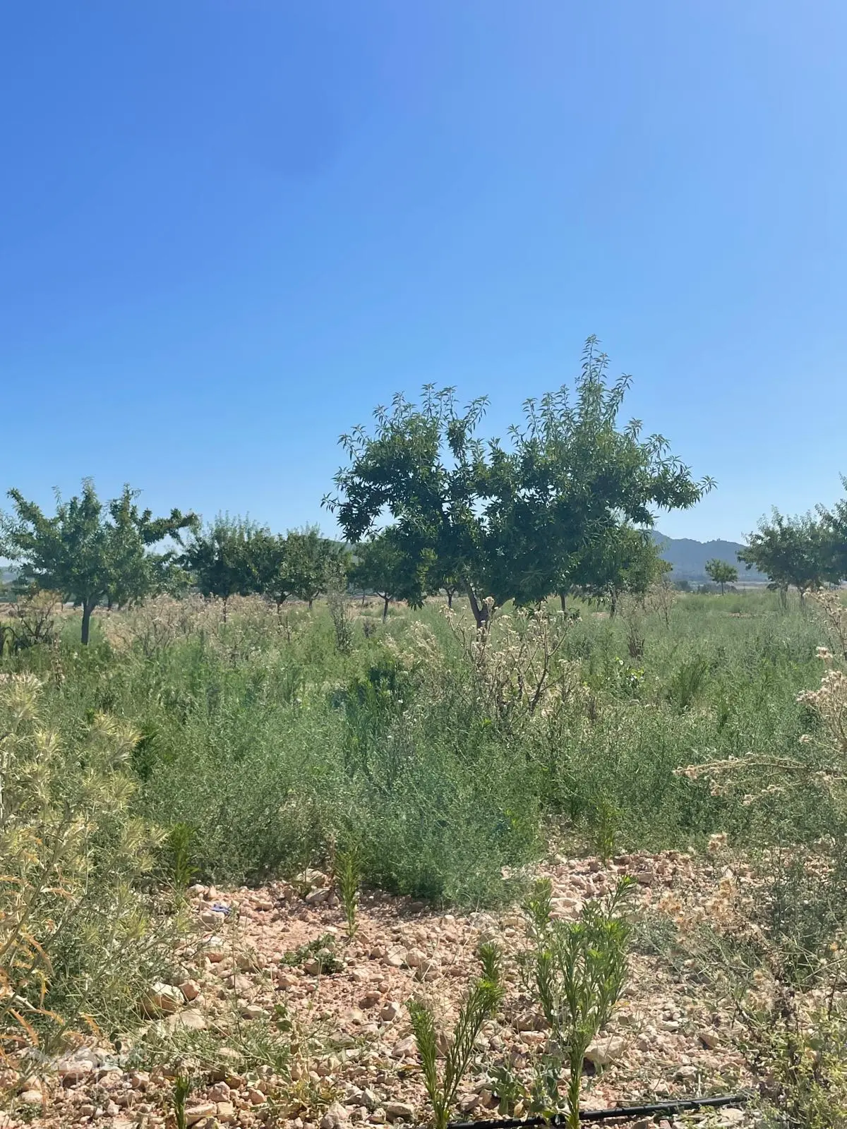 Land Of 0 M² In Úbeda, Spain