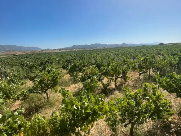 Land In &uacute;beda, Spain (37.000 M² Plot)