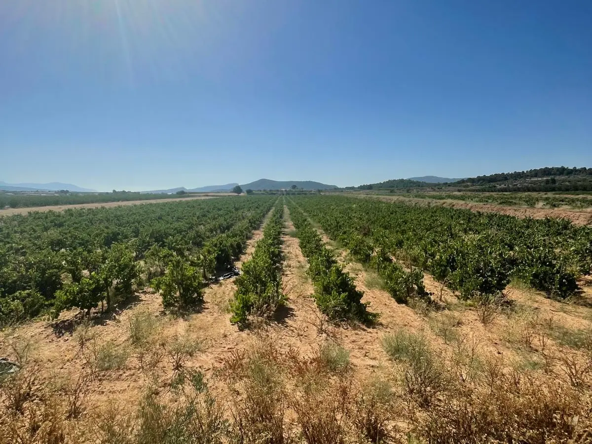 Land In &uacute;beda, Spain (37.000 M² Plot)