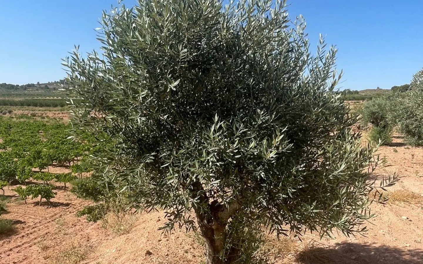 Land In Pinoso, Spain (37.000 M² Plot)
