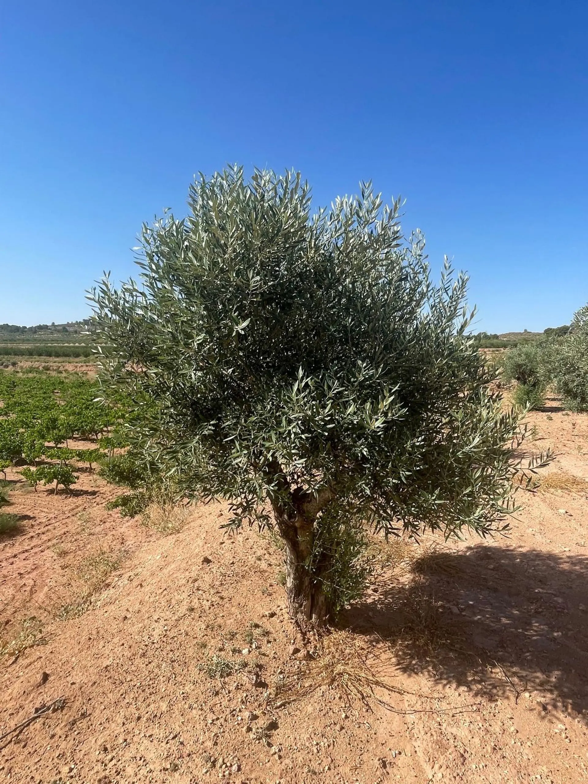 Land Of 0 M² In Pinoso, Spain