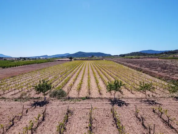 Land Of 0 M² In Pinoso, Spain