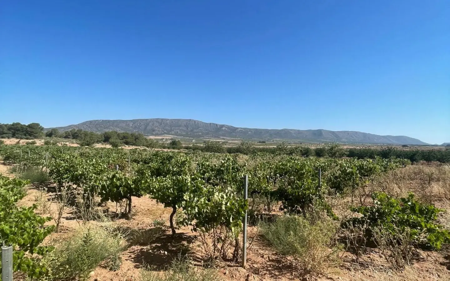 Land In Pinoso, Spain (37.000 M² Plot)