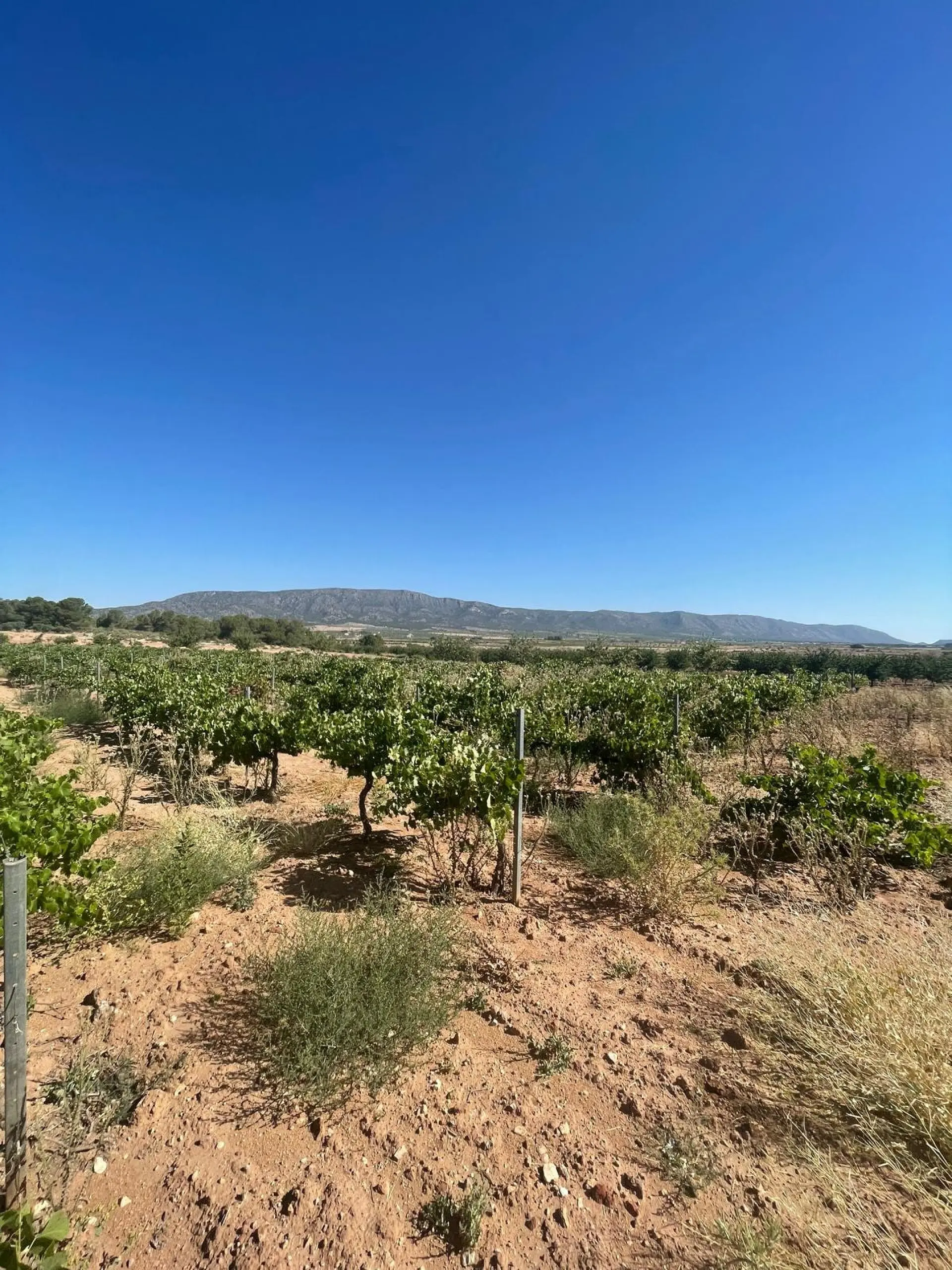 Land Of 0 M² In Pinoso, Spain