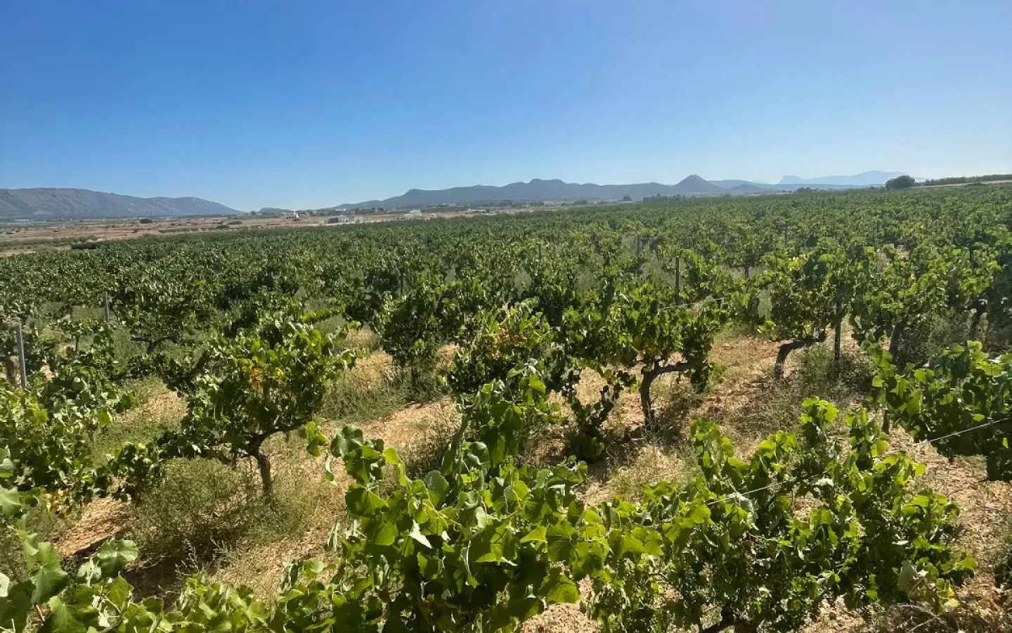 Land In Pinoso, Spain (37.000 M² Plot)