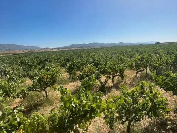 Land In Pinoso, Spain (37.000 M² Plot)
