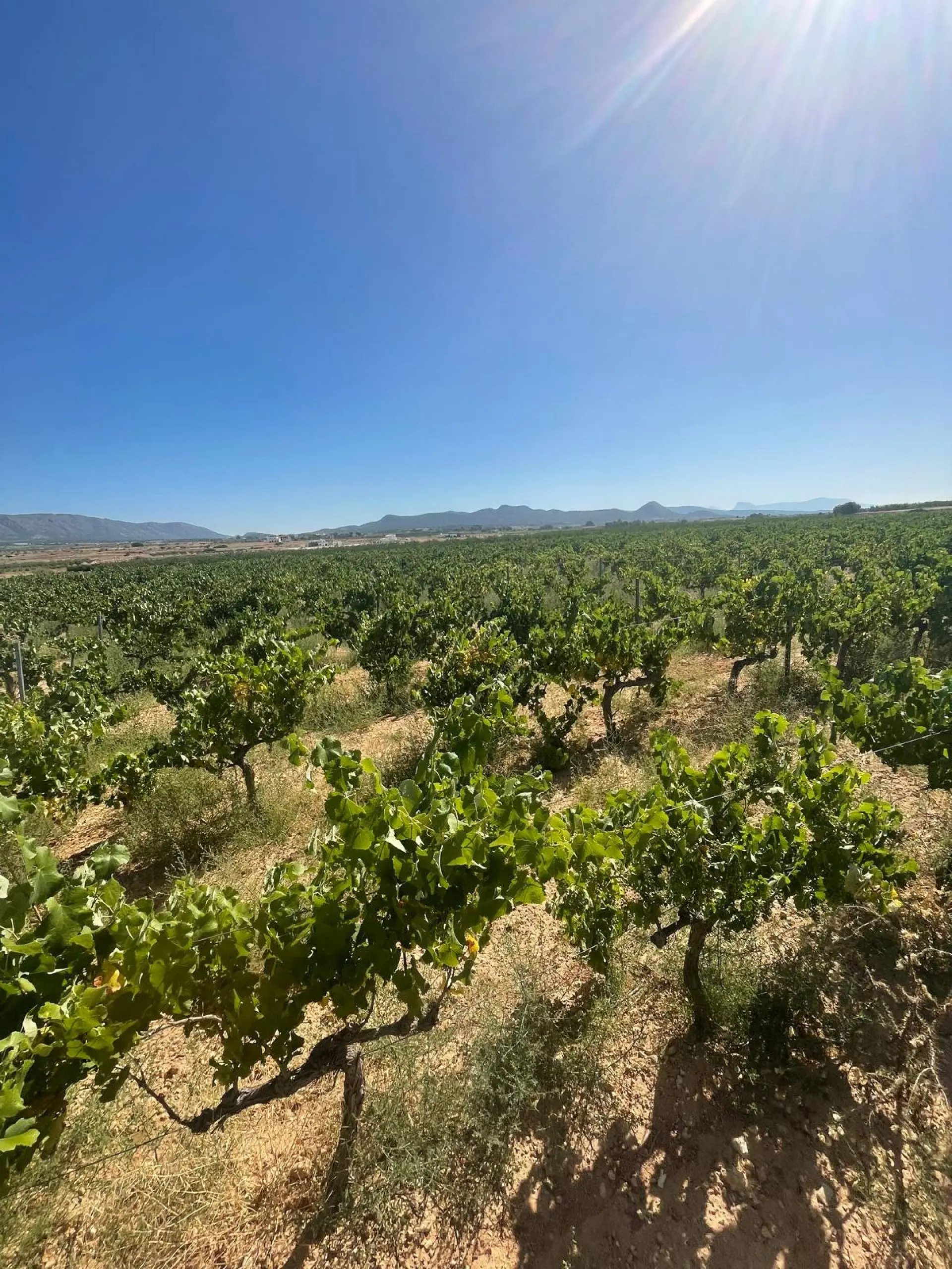 Land Of 0 M² In Pinoso, Spain