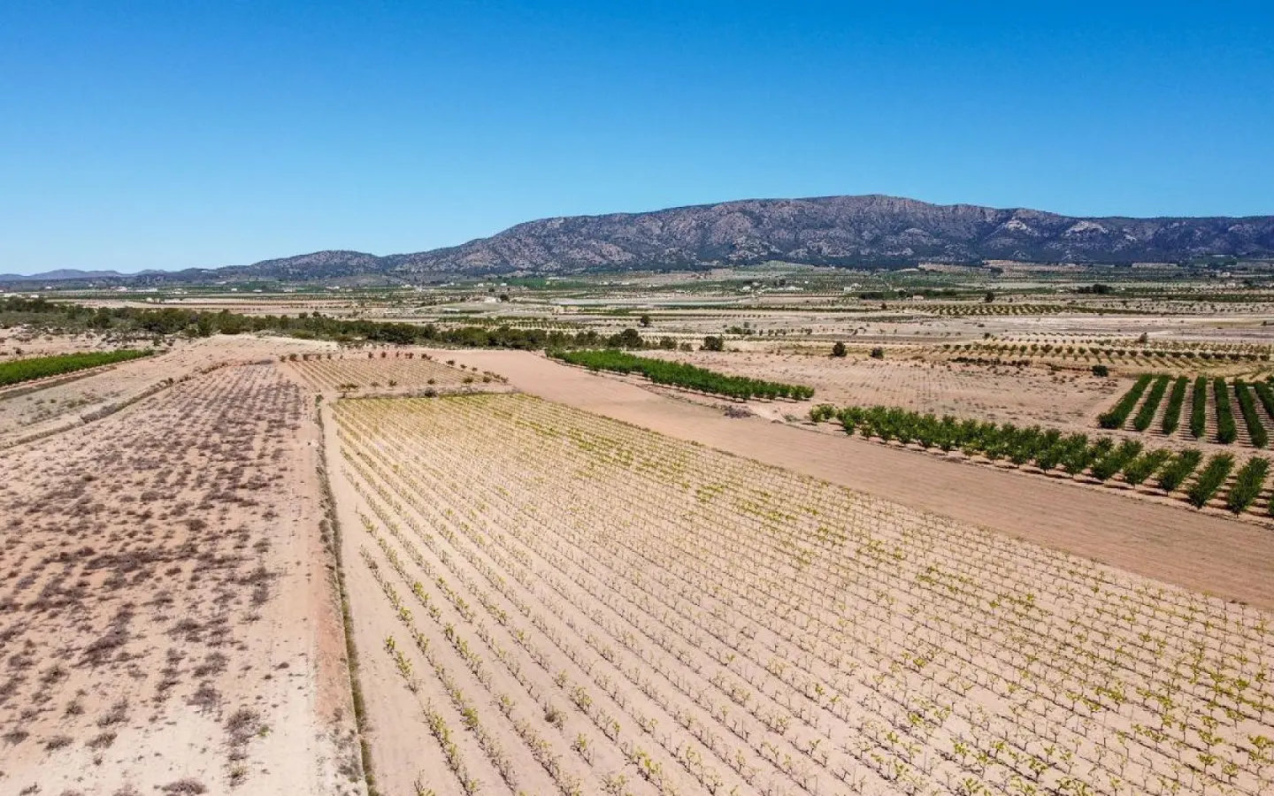 Land In Pinoso, Spain (37.000 M² Plot)