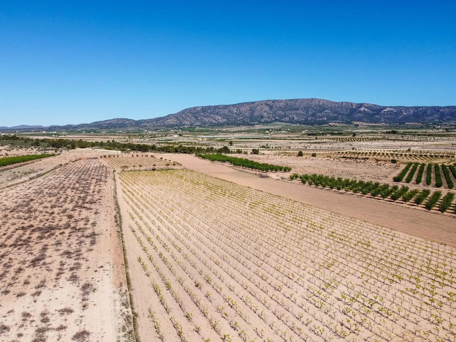 Land Of 0 M² In Pinoso, Spain