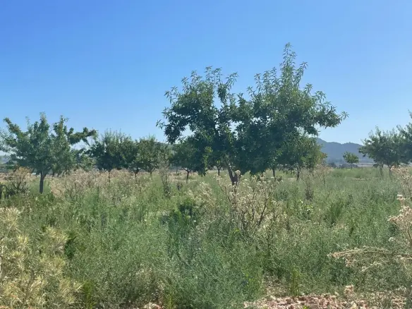Land In Pinoso, Spain (37.000 M² Plot)