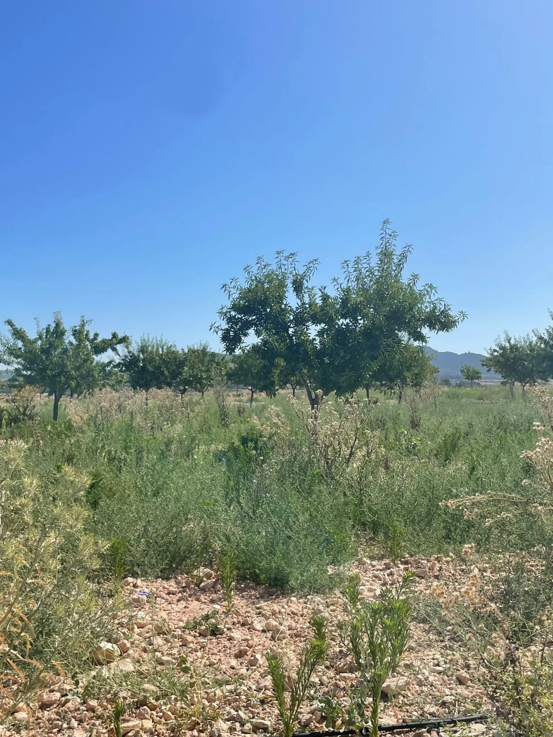 Land Of 0 M² In Pinoso, Spain