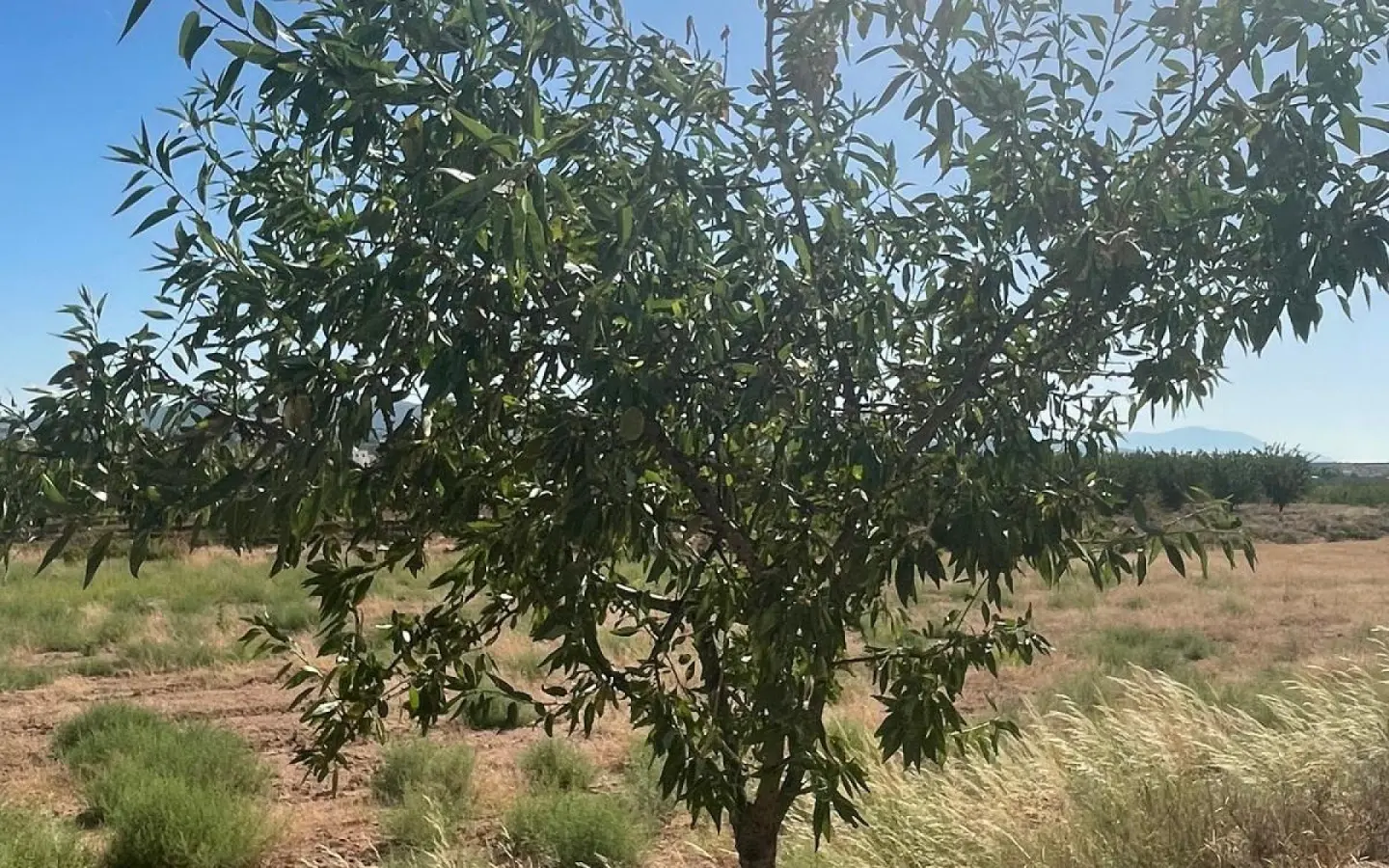 Land In Pinoso, Spain (37.000 M² Plot)