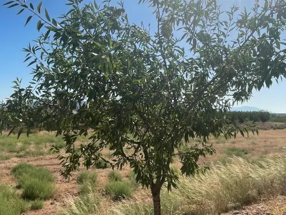 Land In Pinoso, Spain (37.000 M² Plot)
