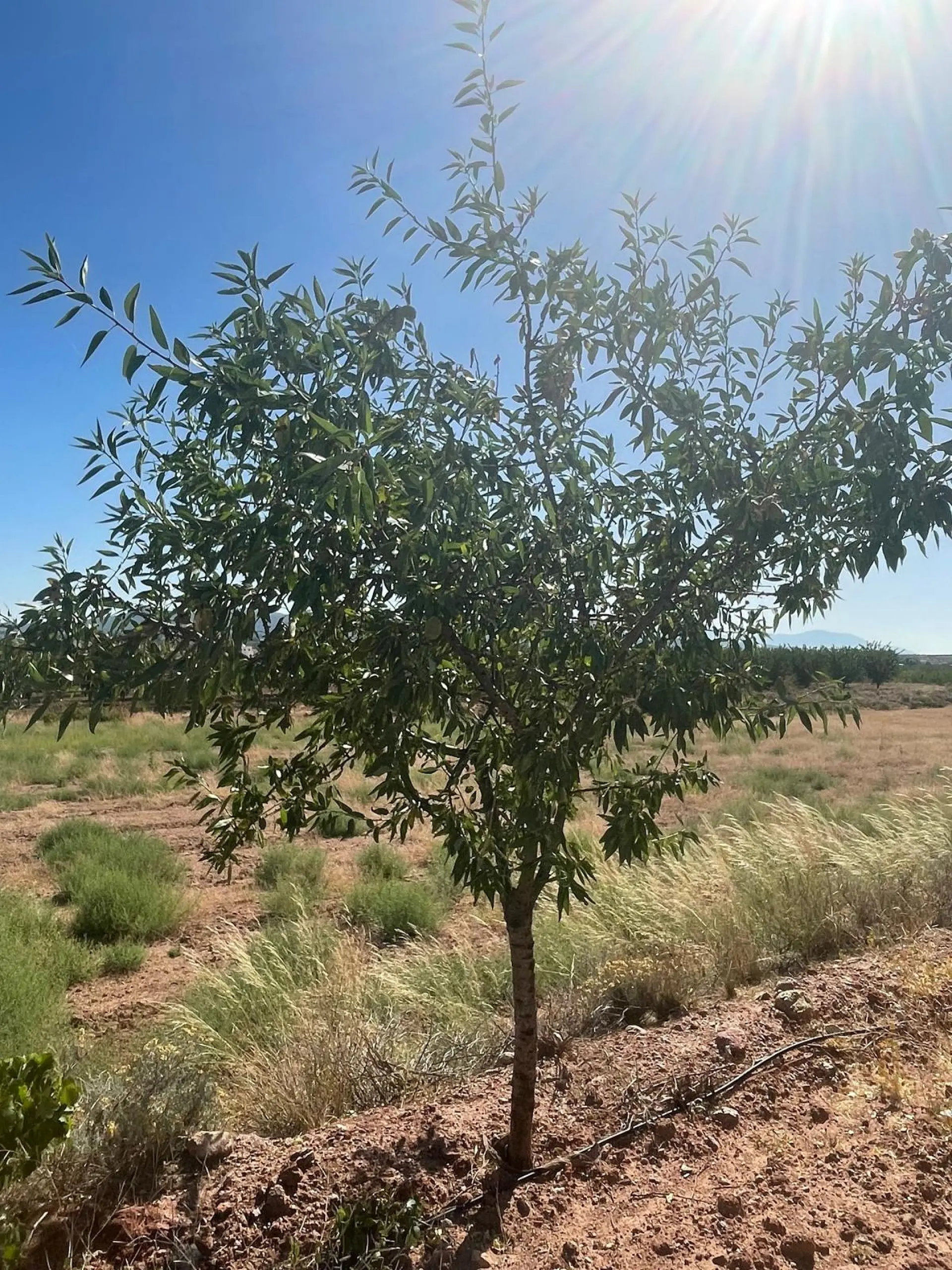 Land Of 0 M² In Pinoso, Spain