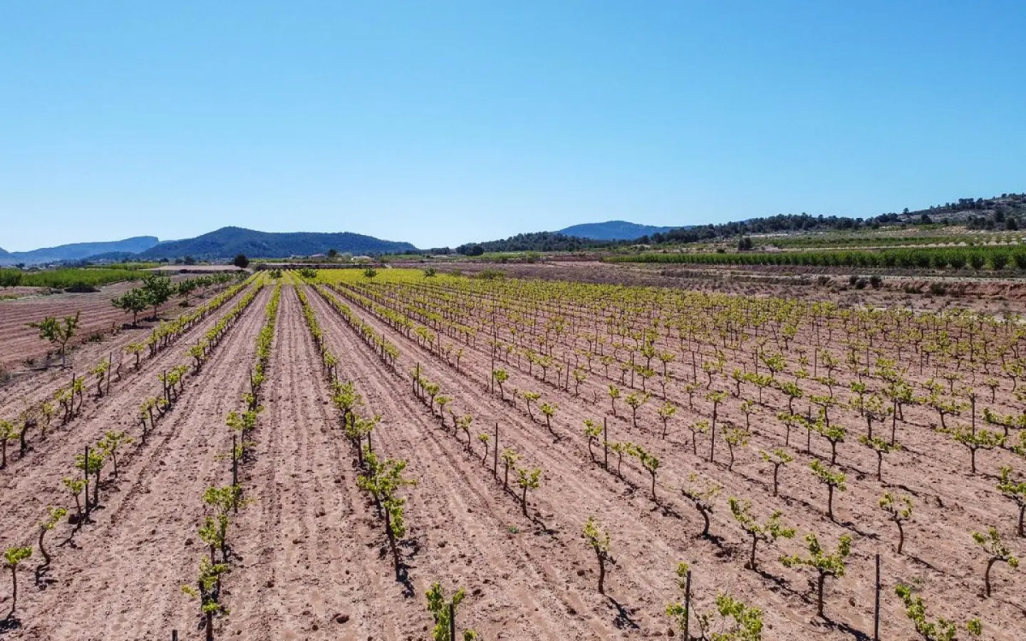 Land In Pinoso, Spain (37.000 M² Plot)