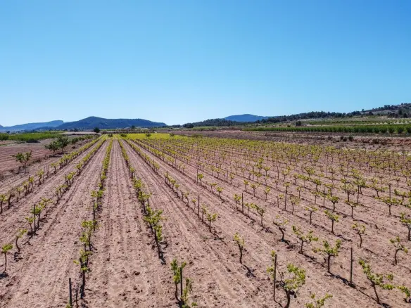 Land In Pinoso, Spain (37.000 M² Plot)