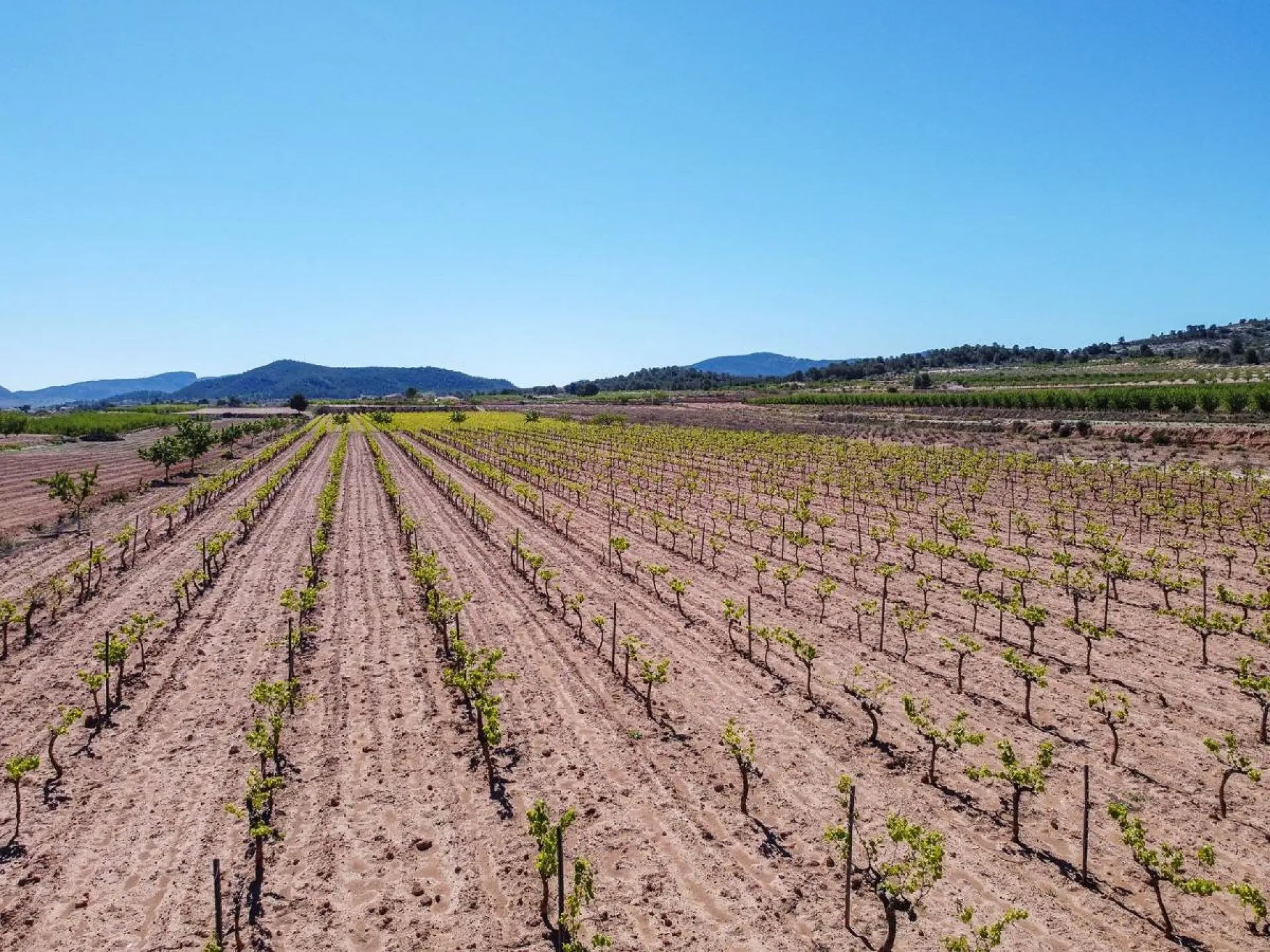 Land Of 0 M² In Pinoso, Spain