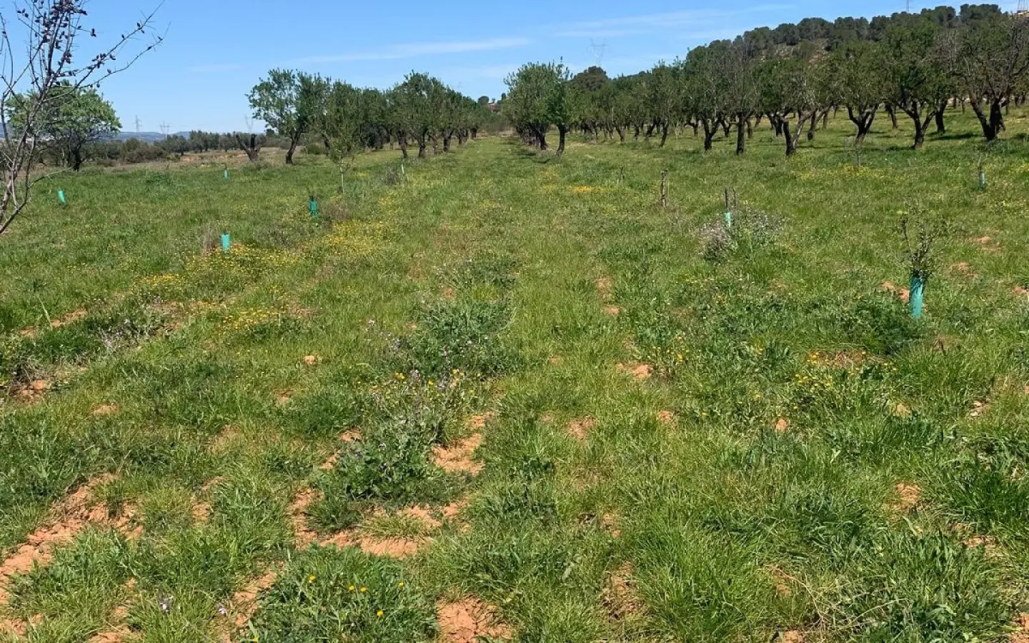 Land Of 0 M² In Ayora, Spain