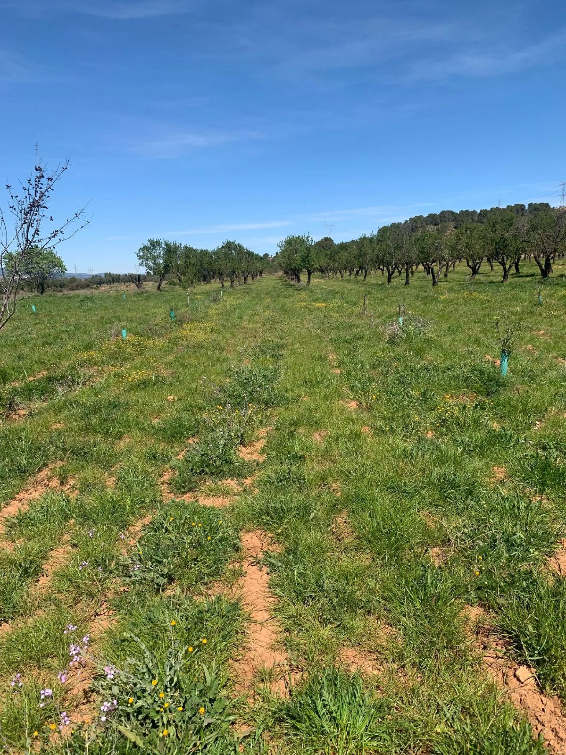 Land Of 0 M² In Ayora, Spain