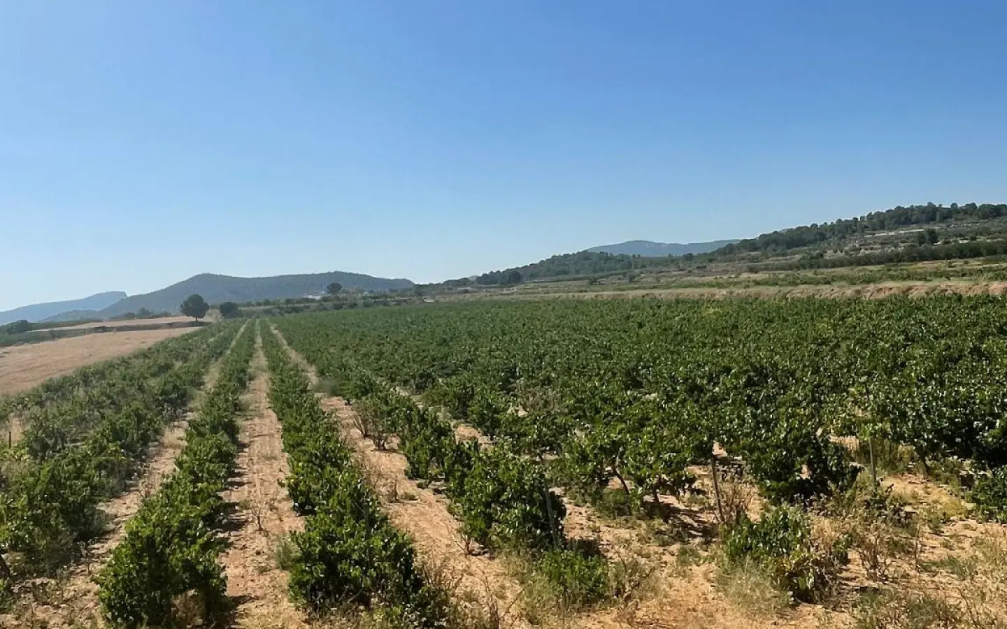 Land In Pinoso, Spain (37.000 M² Plot)
