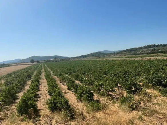 Land In Pinoso, Spain (37.000 M² Plot)