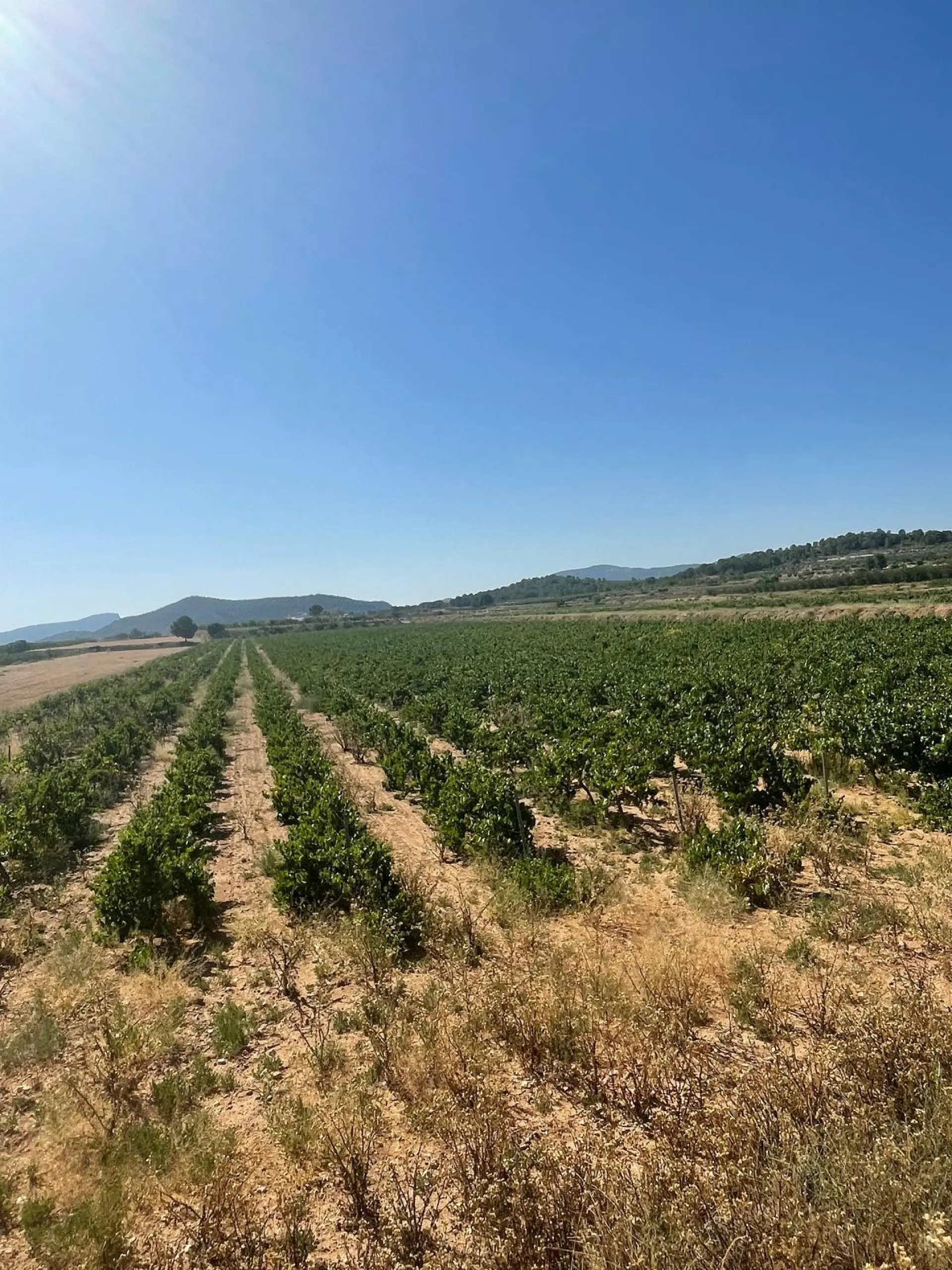 Land Of 0 M² In Pinoso, Spain