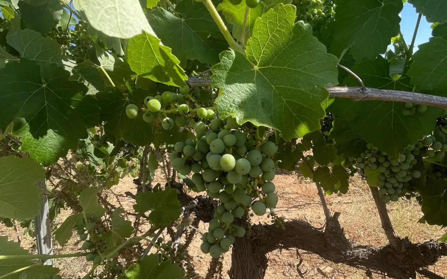 Land In Pinoso, Spain (37.000 M² Plot)
