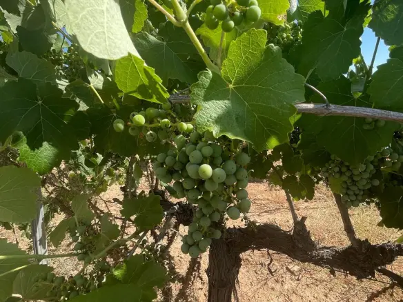 Land In Pinoso, Spain (37.000 M² Plot)