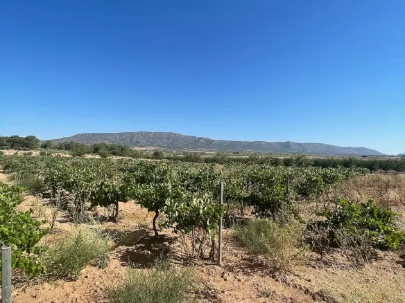 Land In Pinoso, Spain (37.000 M² Plot)