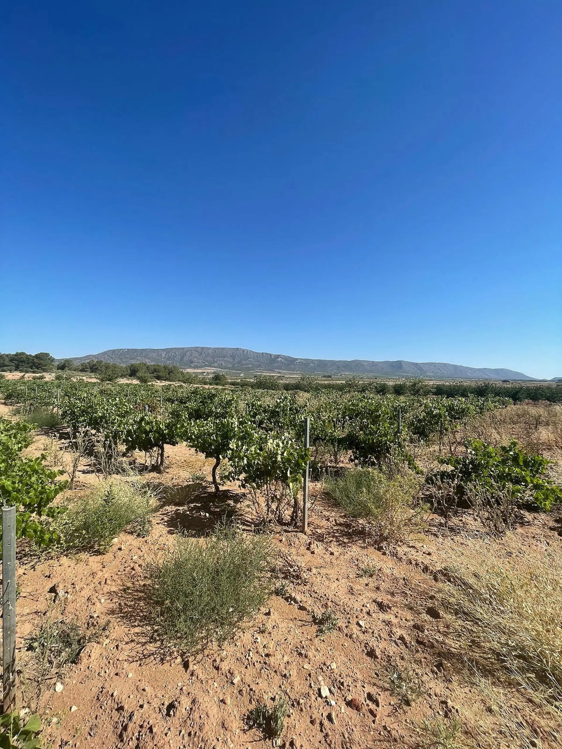 Land Of 0 M² In Pinoso, Spain