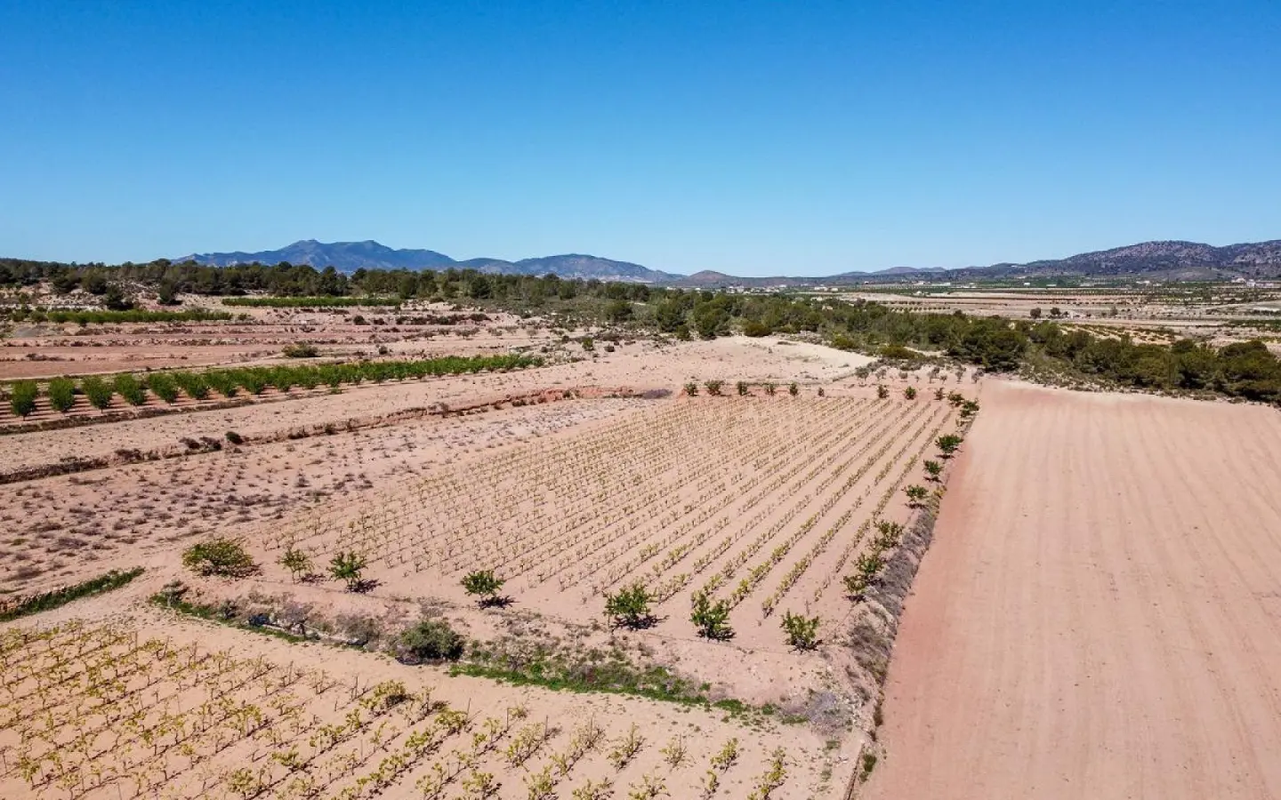 Land In Pinoso, Spain (37.000 M² Plot)