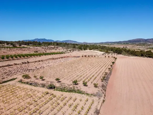 Land In Pinoso, Spain (37.000 M² Plot)