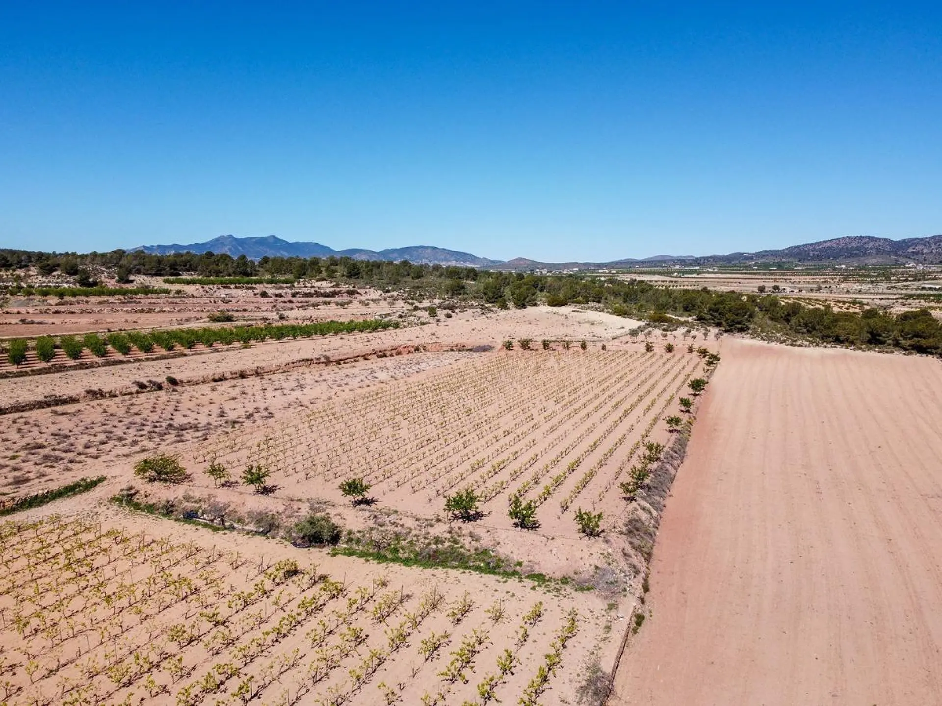 Land Of 0 M² In Pinoso, Spain